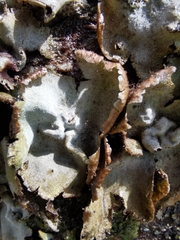 Umbilicaria crustulosa