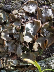 Umbilicaria crustulosa