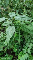 Urtica galeopsifolia