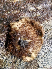Umbilicaria crustulosa