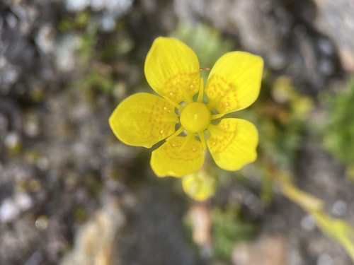 Image of Golden Saxifrage (Saxifraga chrysantha) by (c) Matt Berger, some rights reserved (CC BY)