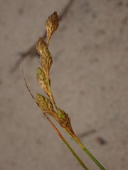 Carex silicea