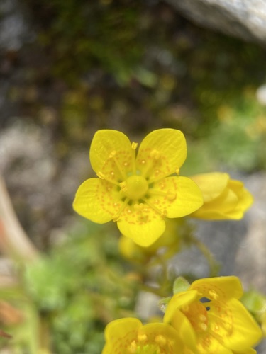 Image of Saxifraga chrysantha by (c) Matt Berger, some rights reserved (CC BY)