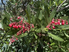 Comarostaphylis glaucescens