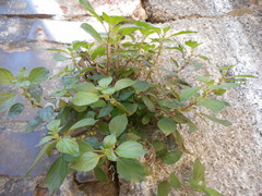 Parietaria officinalis