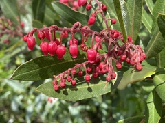 Comarostaphylis glaucescens