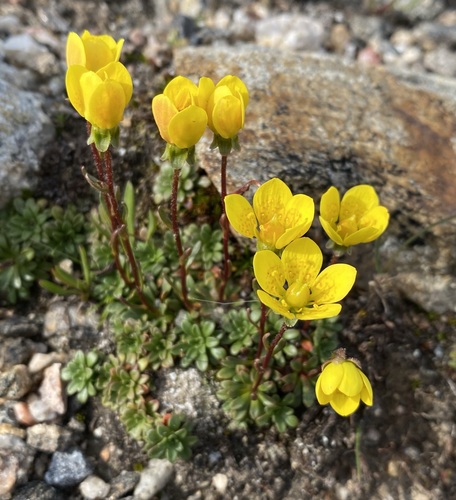 Image of Saxifraga chrysantha by (c) Matt Berger, some rights reserved (CC BY)