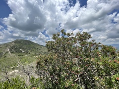 Comarostaphylis glaucescens