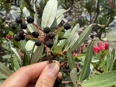 Comarostaphylis glaucescens