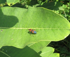 Oncopeltus fasciatus