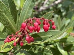 Comarostaphylis glaucescens