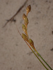 Carex silicea