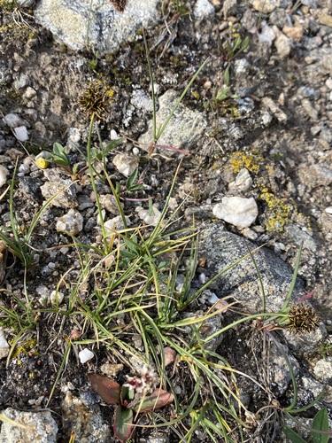 Image of Carex perglobosa by (c) Matt Berger, some rights reserved (CC BY)