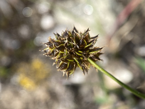 Image of Carex perglobosa by (c) Matt Berger, some rights reserved (CC BY)