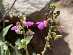 Dipogon lignosus