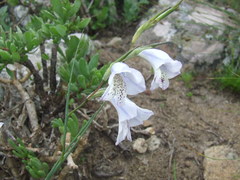 Gladiolus caeruleus