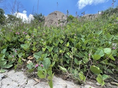 Dipogon lignosus