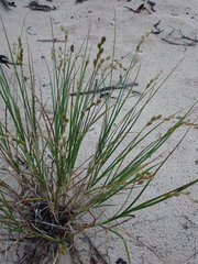 Carex silicea