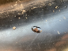 Hololepta