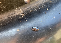 Hololepta