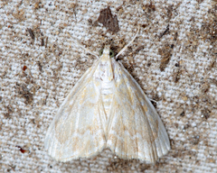 Glaphyria glaphyralis