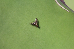 Pseudodyscrasis scutellaris