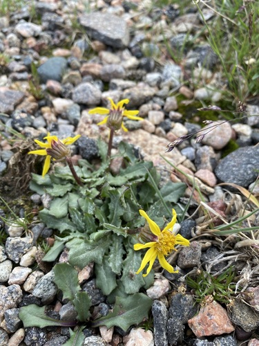 dandelion ragwort (Senecio taraxacoides)