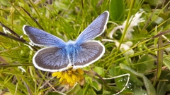 Cyaniris semiargus