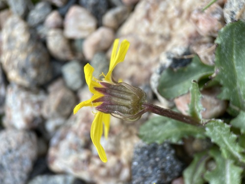 Image of Senecio taraxacoides by (c) Matt Berger, some rights reserved (CC BY)