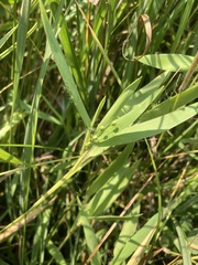 Dichanthelium scribnerianum