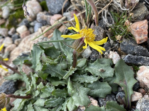 Image of Senecio taraxacoides by (c) Matt Berger, some rights reserved (CC BY)