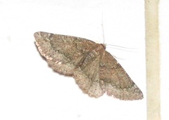 Drepanogynis miltophyris