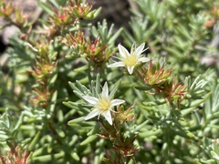 Sedum griseum