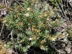 Sedum griseum
