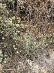 Astragalus pycnostachyus