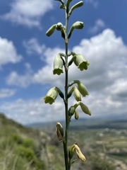 Prochnyanthes mexicana