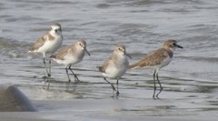 Calidris alpina