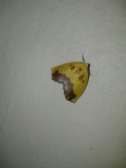 Drepanogynis cambogiaria