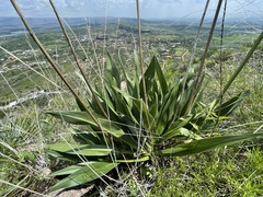Prochnyanthes mexicana
