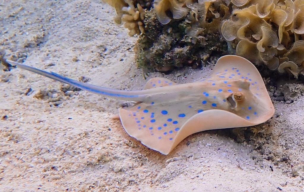 Reef stingray