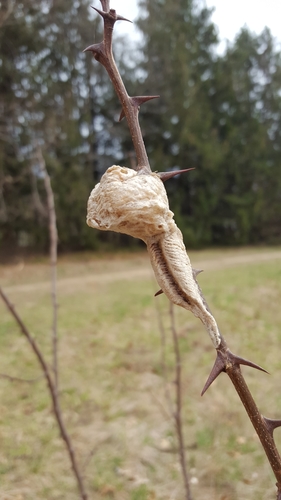 Chinese Mantis, 309 Linden Ave, Rumson, NJ 07760, USA, photo 7 of 10