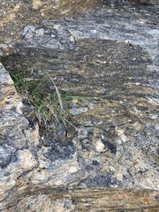 Elymus scribneri