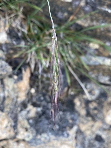 Image of Elymus scribneri by (c) Matt Berger, some rights reserved (CC BY)