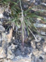 Elymus scribneri