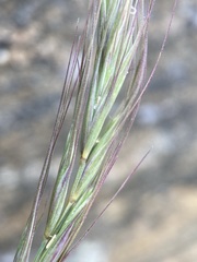 Elymus scribneri