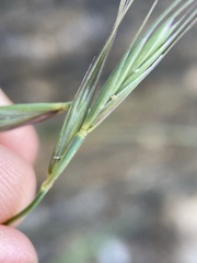 Elymus scribneri