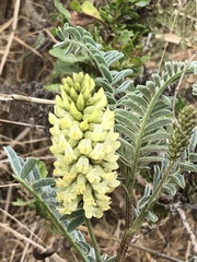 Astragalus pycnostachyus