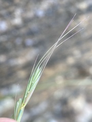 Elymus scribneri