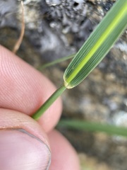 Elymus scribneri