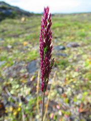 Arctagrostis latifolia